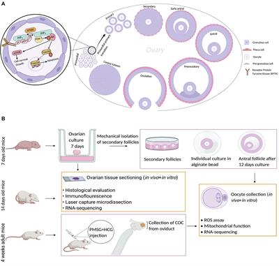 Distinct Signaling Pathways Distinguish in vivo From in vitro Growth in Murine Ovarian Follicle Activation and Maturation